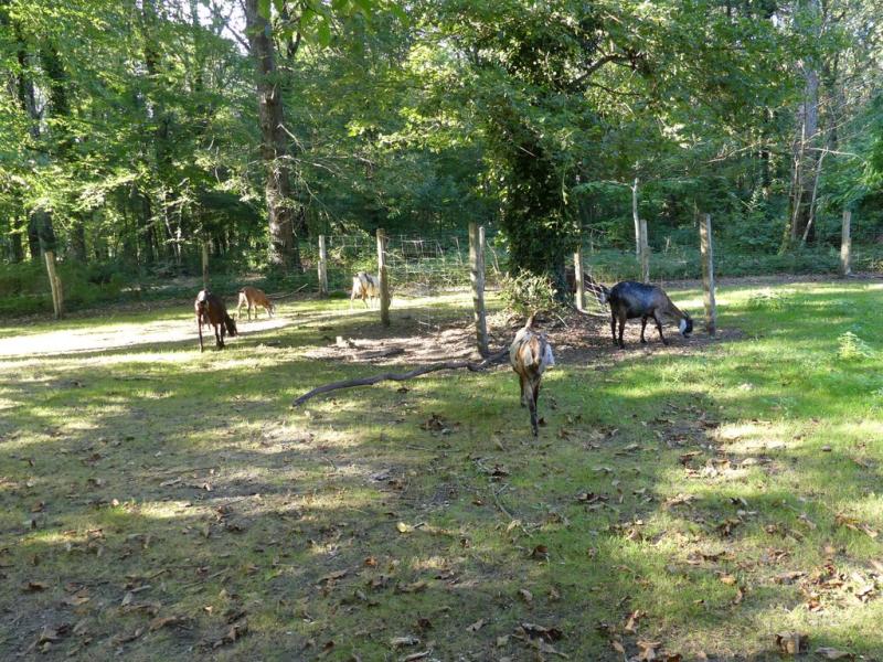 Chèvre anglo-nubienne