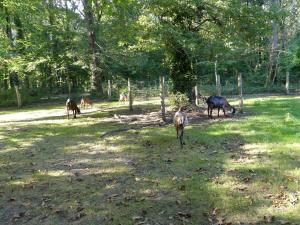 Chèvre anglo-nubienne