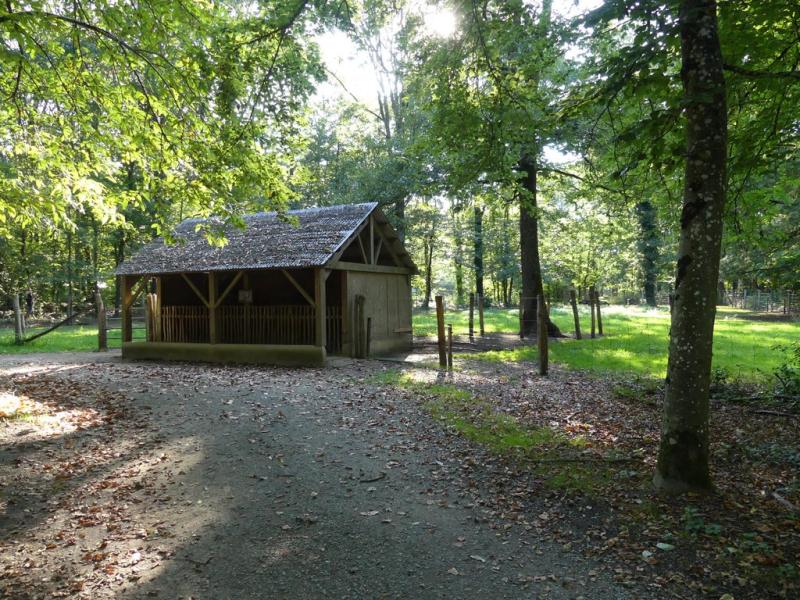 Chèvre anglo-nubienne