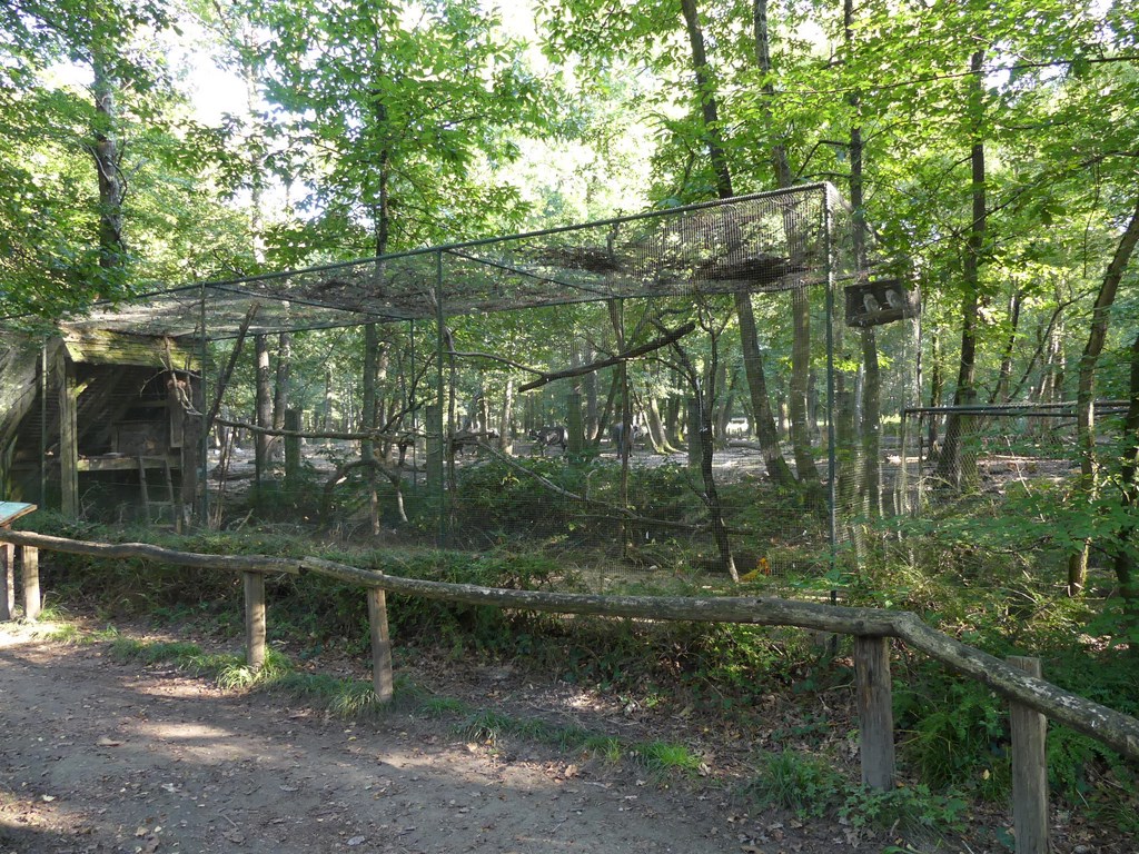 Faisan doré - Chouette effraie - 2020