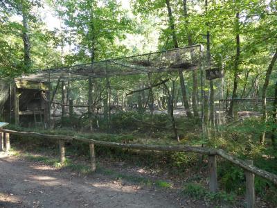 Faisan doré - Chouette effraie - 2020