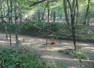 Faisan doré - Chouette effraie