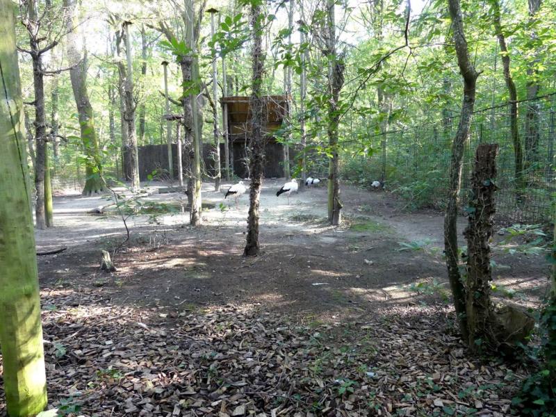 Ibis - Cigogne - Buse