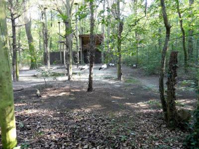 Ibis - Cigogne - Buse - 2020