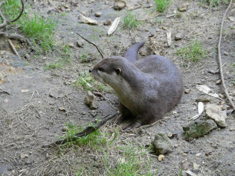 Loutre naine cendrée