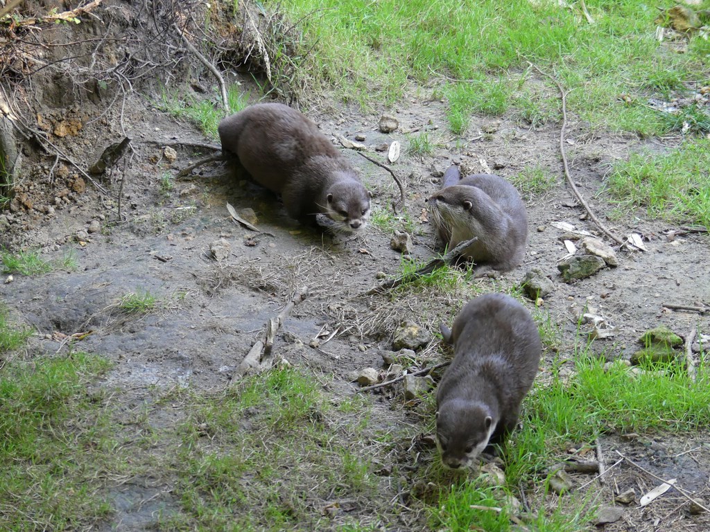 Loutre naine cendrée - 2020