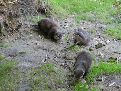 Loutre naine cendrée - 2020