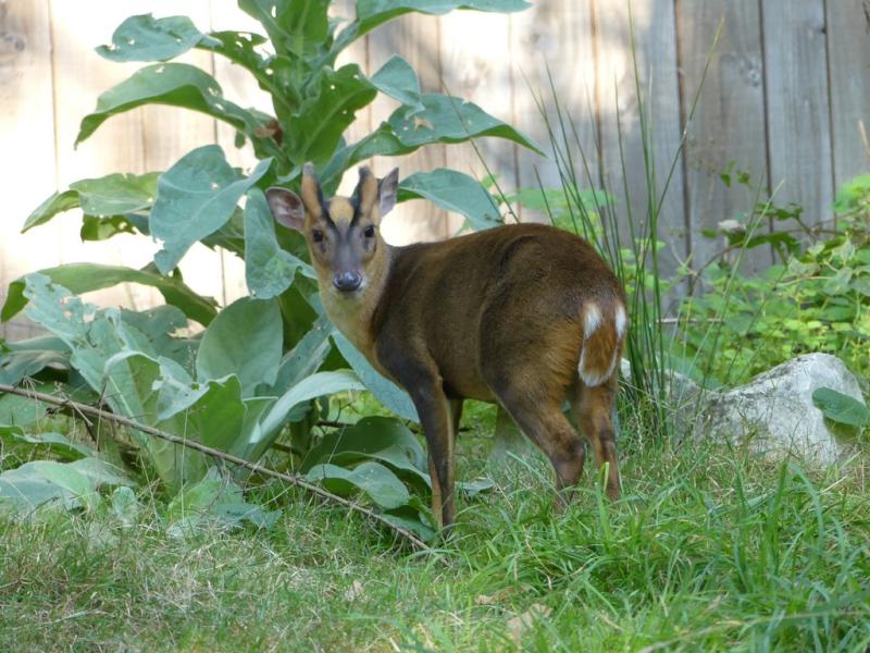 Muntjac de Reeves