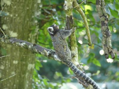 Ouistiti à toupets blancs - 2020