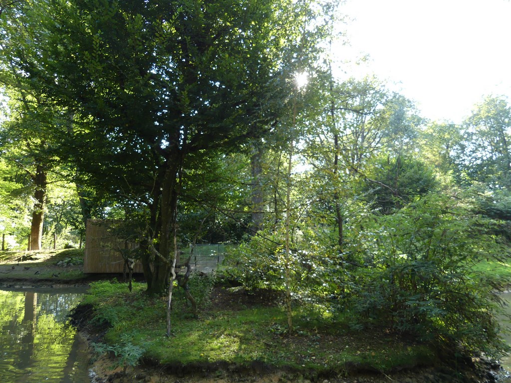 Ouistiti à toupets blancs - 2020