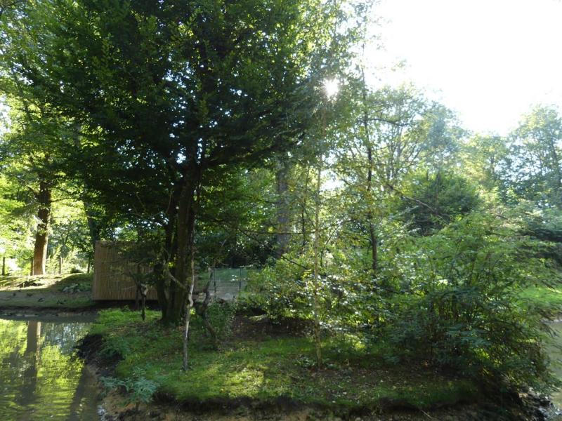 Ouistiti à toupets blancs