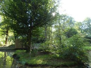 Ouistiti à toupets blancs