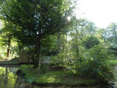 Ouistiti à toupets blancs - 2020