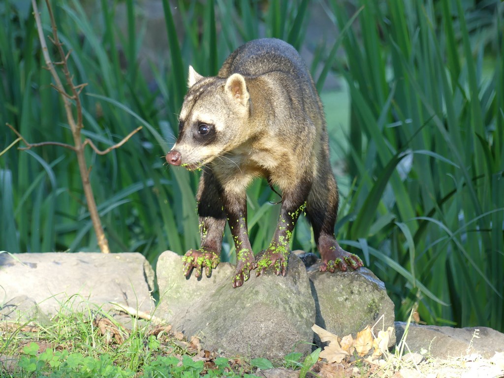 Raton crabier - 2020