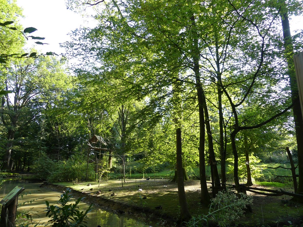 Saïmiri commun - 2020