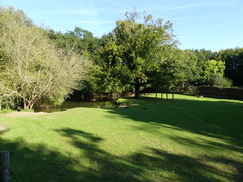 Tapir terrestre - Capybara - 2020
