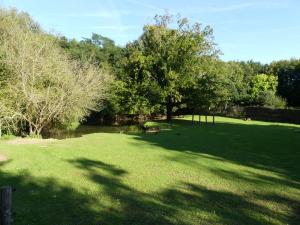 Tapir terrestre - Capybara