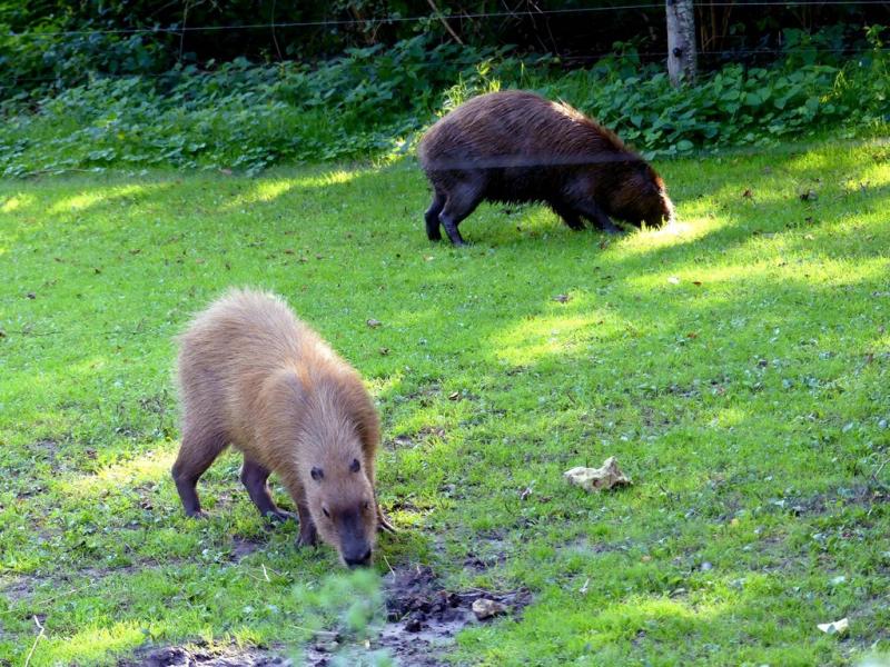 Capybara
