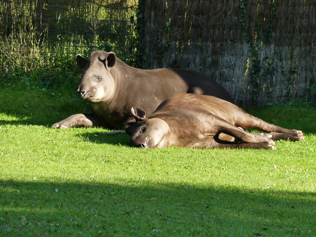 Tapir terrestre - 2020