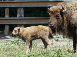 Bison d'Europe (2)