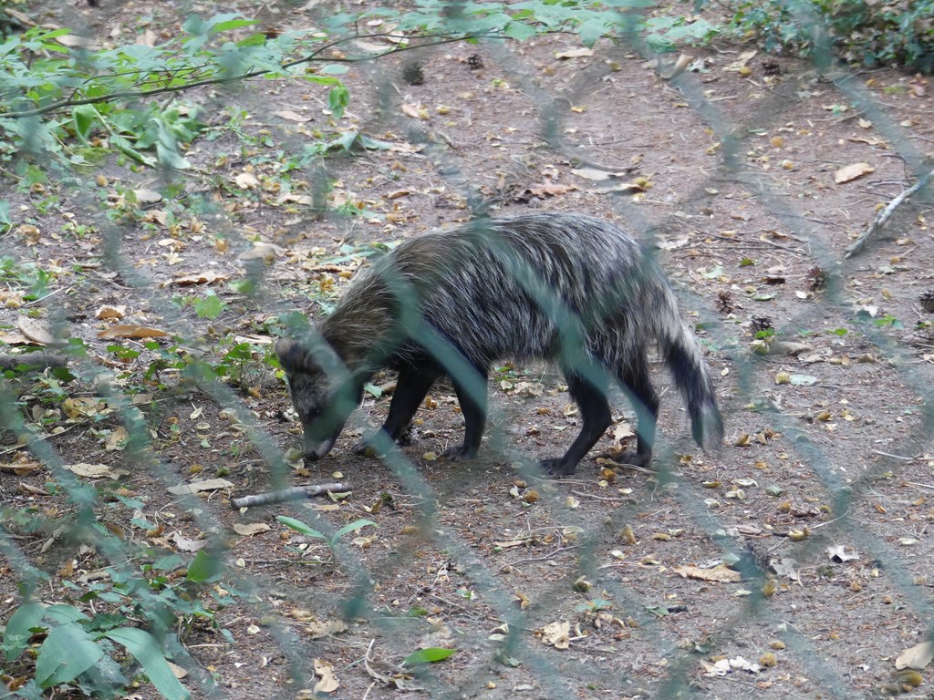 Chien viverrin - 2020