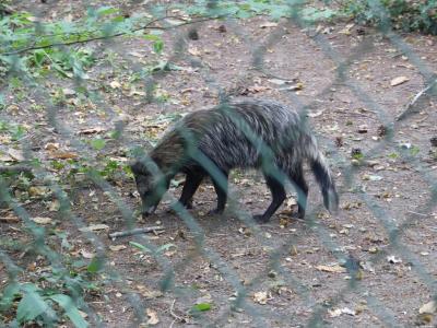 Chien viverrin - 2020