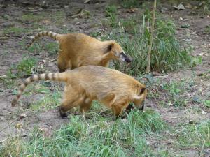 Coati roux