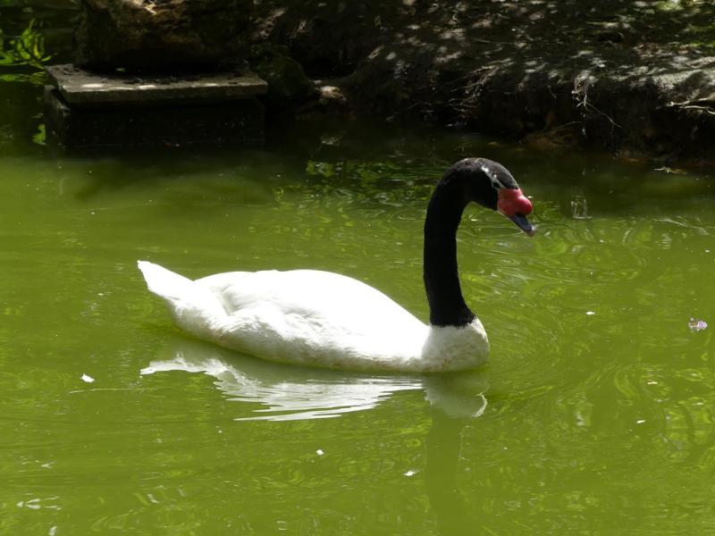 Cygne à cou noir