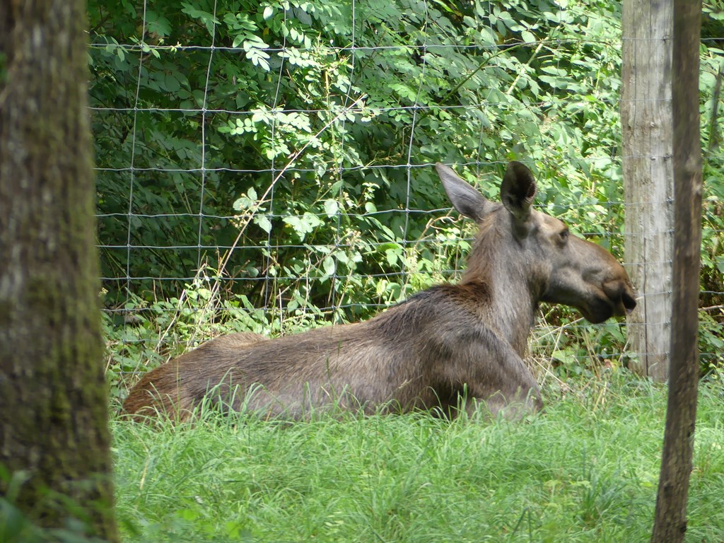 Elan d'Europe - 2020