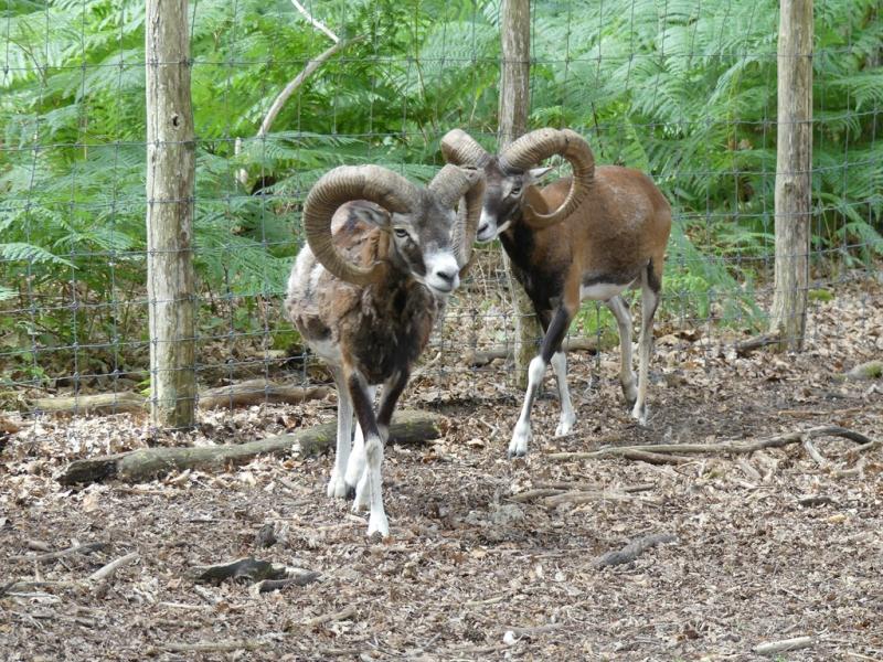 Mouflon de Corse