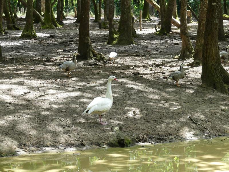 Oie à tête barrée