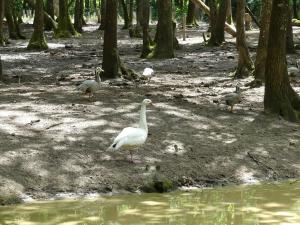 Oie à tête barrée