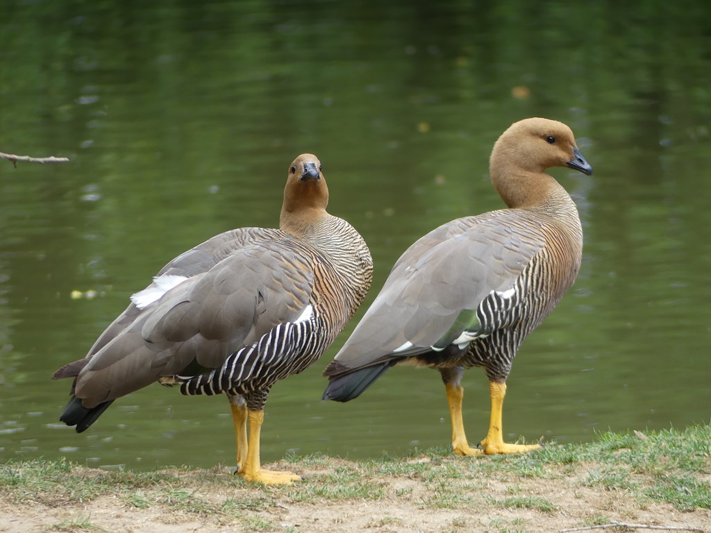Ouette à tête rousse - 2020