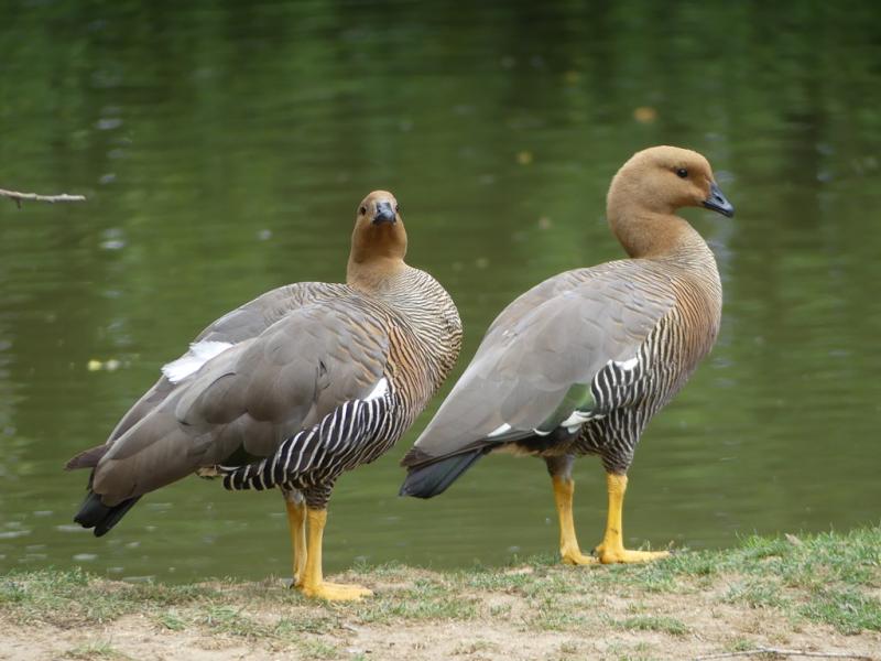 Ouette à tête rousse