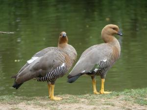 Ouette à tête rousse