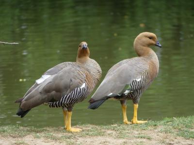 Ouette à tête rousse - 2020