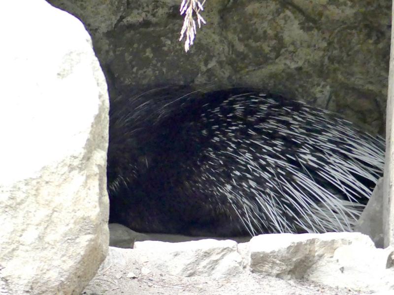 Porc-épic à crête