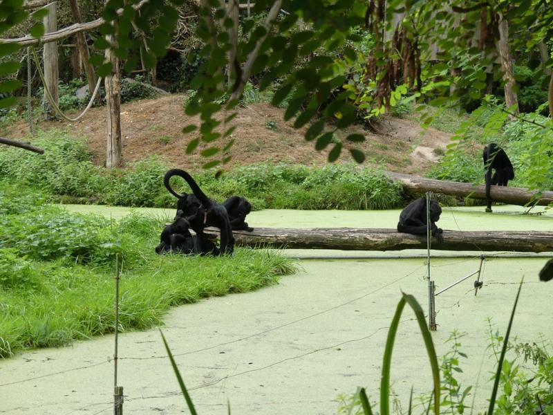 Atèle noir de Colombie