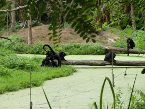 Atèle noir de Colombie