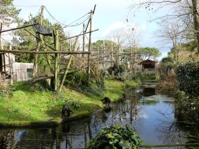 Atèle noir de Colombie - 2019