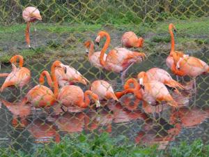 Flamant des Caraïbes