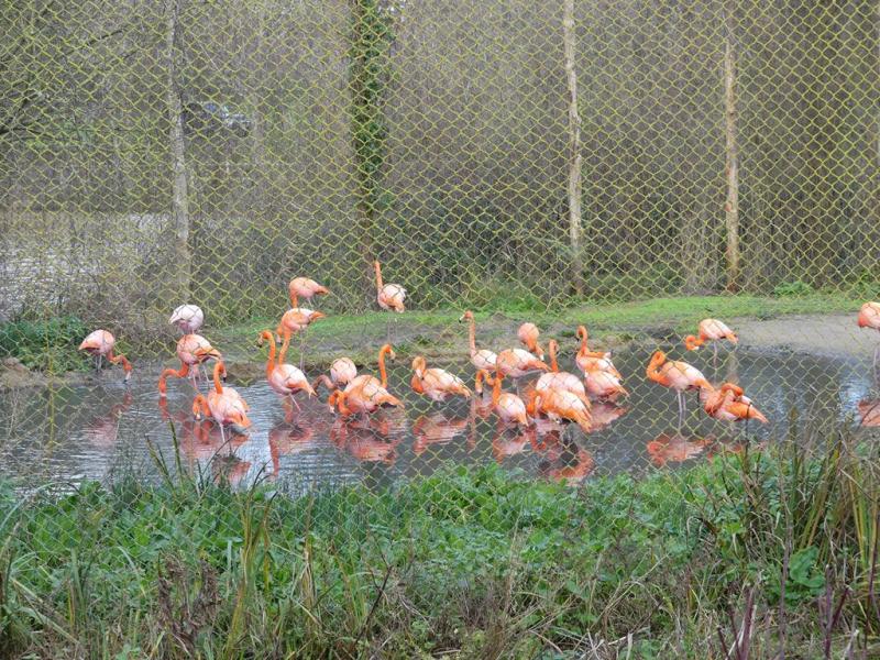 Flamant des Caraïbes