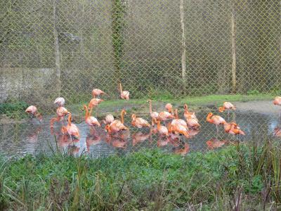 Flamant des Caraïbes - 2019