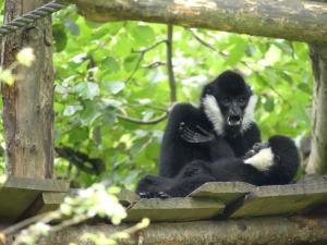 Gibbon à favoris blancs