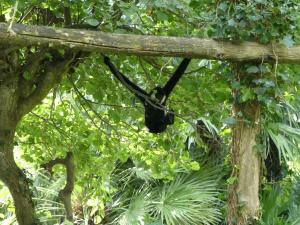 Gibbon à favoris blancs