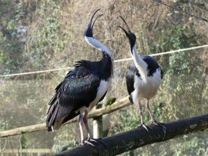 Ibis d'Australie