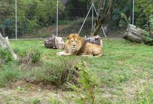 Lion de l'Atlas