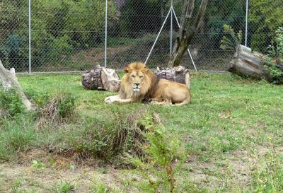 Lion de l'Atlas - 2019