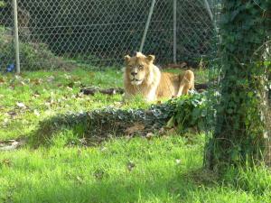 Lion de l'Atlas
