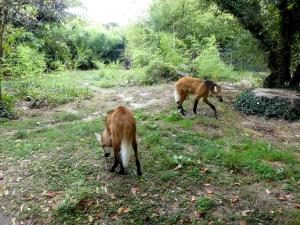 Loup à crinière